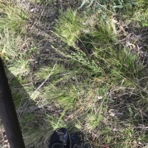 Baeckea utilis at Rendezvous Creek, ACT - 24 Oct 2021 04:55 PM