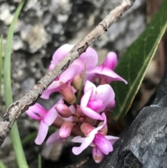 Hardenbergia violacea (False Sarsaparilla) at Namadgi National Park - 24 Oct 2021 by Tapirlord