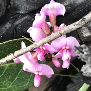 Hardenbergia violacea at Rendezvous Creek, ACT - 24 Oct 2021 04:59 PM