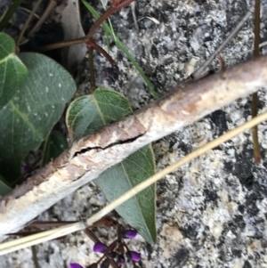 Hardenbergia violacea at Rendezvous Creek, ACT - 24 Oct 2021