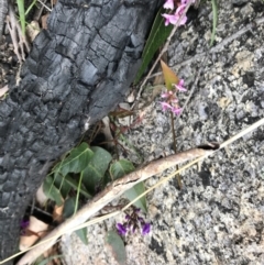 Hardenbergia violacea at Rendezvous Creek, ACT - 24 Oct 2021 04:59 PM