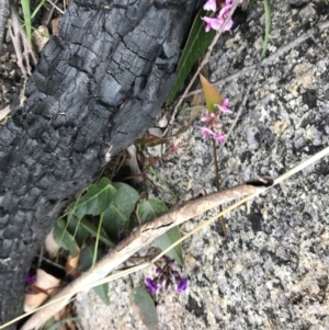 Hardenbergia violacea at Rendezvous Creek, ACT - 24 Oct 2021