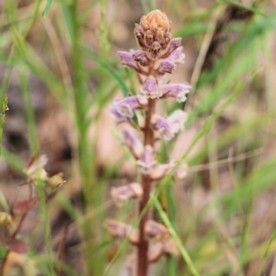 Orobanche minor (Broomrape) at Jack Perry Reserve - 28 Oct 2021 by KylieWaldon