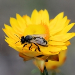 Unidentified Bee (Hymenoptera, Apiformes) at Wodonga, VIC - 28 Oct 2021 by KylieWaldon