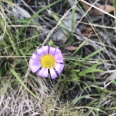 Calotis scabiosifolia var. integrifolia (Rough Burr-daisy) at Rendezvous Creek, ACT - 24 Oct 2021 by Tapirlord