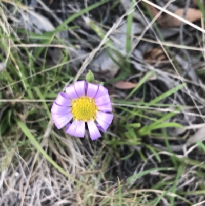 Calotis scabiosifolia var. integrifolia (Rough Burr-daisy) at Namadgi National Park - 24 Oct 2021 by Tapirlord