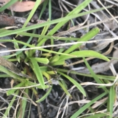 Calotis scabiosifolia var. integrifolia at Rendezvous Creek, ACT - 24 Oct 2021