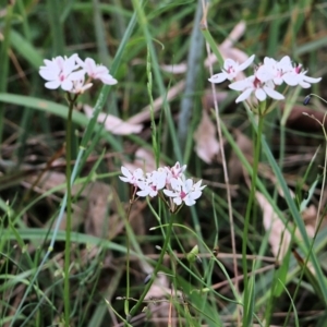 Burchardia umbellata at Wodonga, VIC - 28 Oct 2021 02:54 PM