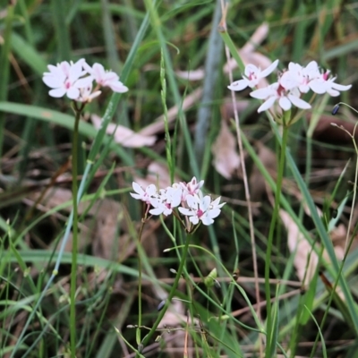 Burchardia umbellata (Milkmaids) at Wodonga - 28 Oct 2021 by KylieWaldon