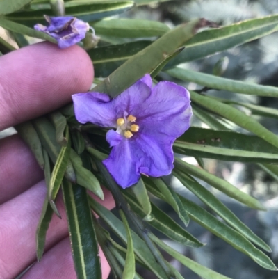 Solanum vescum (Green Kangaroo Apple) at Rendezvous Creek, ACT - 24 Oct 2021 by Tapirlord