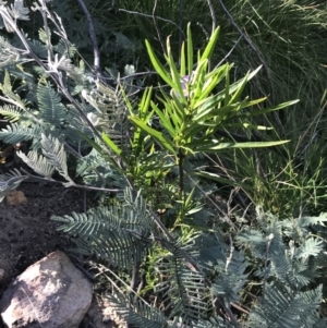 Solanum vescum at Rendezvous Creek, ACT - 24 Oct 2021 05:51 PM