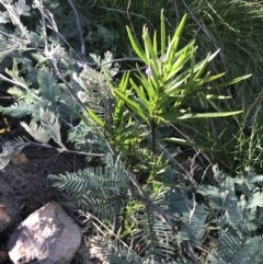 Solanum vescum at Rendezvous Creek, ACT - 24 Oct 2021