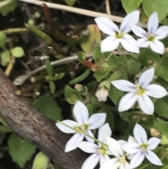 Lobelia pedunculata (Matted Pratia) at Rendezvous Creek, ACT - 24 Oct 2021 by Tapirlord