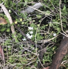 Lobelia pedunculata at Rendezvous Creek, ACT - 24 Oct 2021
