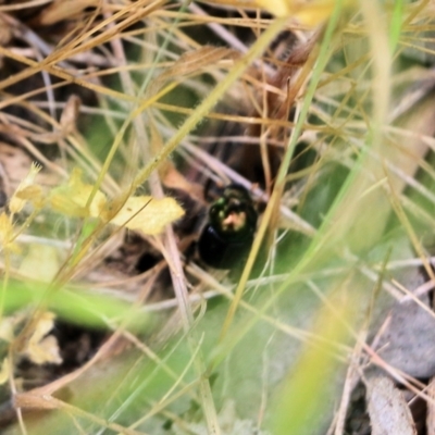 Unidentified Scarab beetle (Scarabaeidae) at Wodonga, VIC - 28 Oct 2021 by KylieWaldon