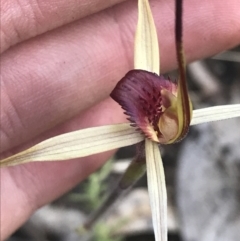 Caladenia montana (Mountain Spider Orchid) at Rendezvous Creek, ACT - 24 Oct 2021 by Tapirlord