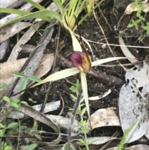 Caladenia montana at Rendezvous Creek, ACT - suppressed