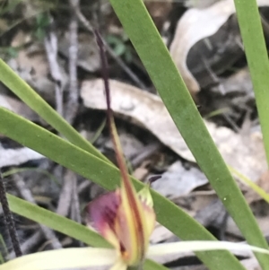 Caladenia montana at Rendezvous Creek, ACT - suppressed