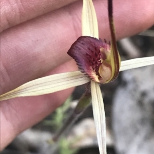 Caladenia montana at Rendezvous Creek, ACT - suppressed