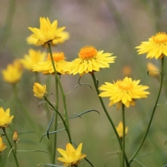 Xerochrysum viscosum (Sticky Everlasting) at Wodonga - 28 Oct 2021 by KylieWaldon