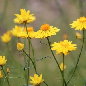 Xerochrysum viscosum at Wodonga, VIC - 28 Oct 2021 03:00 PM