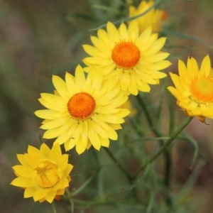 Xerochrysum viscosum at Wodonga, VIC - 28 Oct 2021 03:00 PM