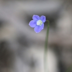 Wahlenbergia sp. (Bluebell) at Jack Perry Reserve - 28 Oct 2021 by KylieWaldon
