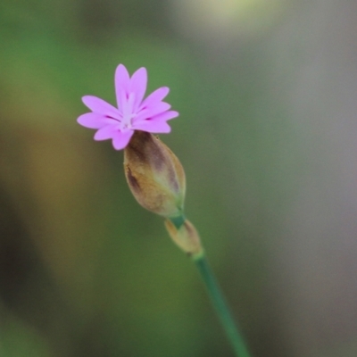 Petrorhagia nanteuilii (Proliferous Pink, Childling Pink) at Wodonga - 28 Oct 2021 by KylieWaldon