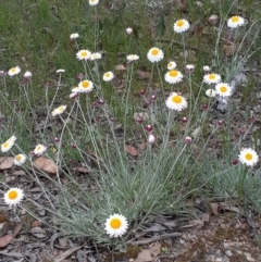 Leucochrysum albicans subsp. tricolor (Hoary Sunray) at Bruce Ridge to Gossan Hill - 28 Oct 2021 by RosieTracie