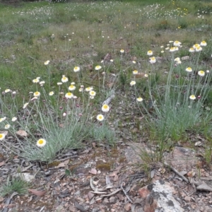 Leucochrysum albicans subsp. tricolor at Bruce, ACT - 28 Oct 2021 05:12 PM