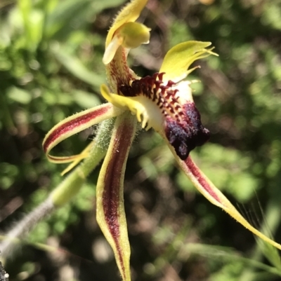 Caladenia atrovespa (Green-comb Spider Orchid) at O'Connor, ACT - 26 Oct 2021 by Tapirlord