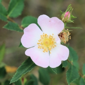 Rosa canina at Wodonga, VIC - 28 Oct 2021 02:45 PM