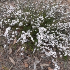 Gaudium multicaule (Teatree) at Bruce Ridge to Gossan Hill - 28 Oct 2021 by RosieTracie