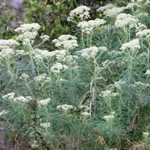 Cassinia longifolia at Wodonga, VIC - 28 Oct 2021 02:46 PM