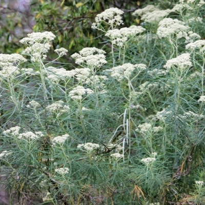 Cassinia longifolia (Shiny Cassinia, Cauliflower Bush) at Wodonga, VIC - 28 Oct 2021 by KylieWaldon