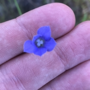 Wahlenbergia gracilis at O'Connor, ACT - 26 Oct 2021