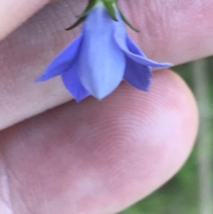 Wahlenbergia gracilis at O'Connor, ACT - 26 Oct 2021 04:26 PM