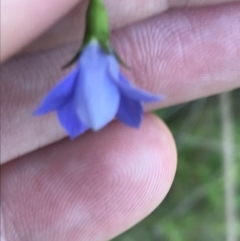 Wahlenbergia gracilis at O'Connor, ACT - 26 Oct 2021 04:26 PM