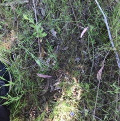 Wahlenbergia gracilis at O'Connor, ACT - 26 Oct 2021 04:26 PM