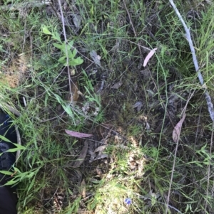 Wahlenbergia gracilis at O'Connor, ACT - 26 Oct 2021 04:26 PM