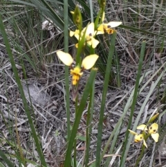 Diuris sulphurea (Tiger Orchid) at Bruce Ridge to Gossan Hill - 28 Oct 2021 by RosieTracie