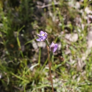 Thelymitra sp. (pauciflora complex) at Tralee, NSW - 28 Oct 2021