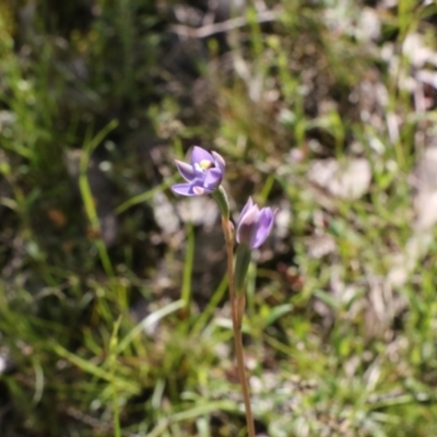 Thelymitra sp. (pauciflora complex) (Sun Orchid) at Tralee, NSW - 27 Oct 2021 by jamesjonklaas