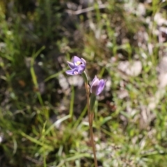 Thelymitra sp. (pauciflora complex) (A sun orchid) at Tralee, NSW - 27 Oct 2021 by jamesjonklaas