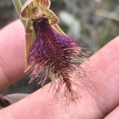 Calochilus platychilus (Purple Beard Orchid) at Acton, ACT - 26 Oct 2021 by Tapirlord