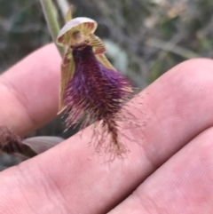 Calochilus platychilus at Acton, ACT - suppressed