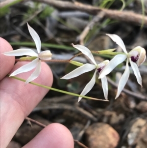 Caladenia cucullata at Point 5816 - suppressed