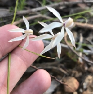 Caladenia cucullata at Undefined Area - suppressed