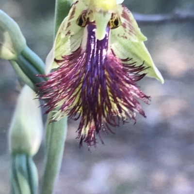Calochilus montanus (Copper Beard Orchid) at Black Mountain - 26 Oct 2021 by Tapirlord