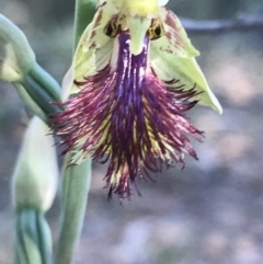 Calochilus montanus (Copper beard orchid) at Point 60 - 26 Oct 2021 by Tapirlord